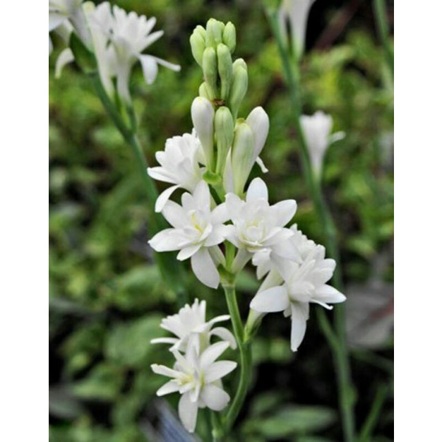 Tanaman Bunga Sedap Malam Akan Berbunga bibit sedap malam bibit bunga sedap malam