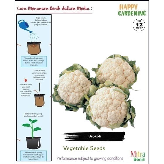 bibit biji benih tanaman sayur brokoli putih isi 12butir