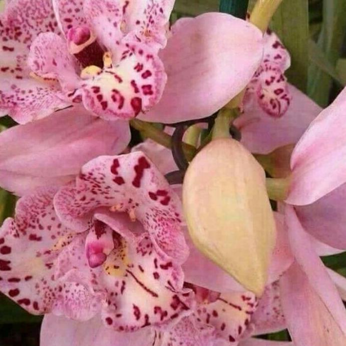 ⭐ Seedling Anggrek Dendrobium bunga pink princess