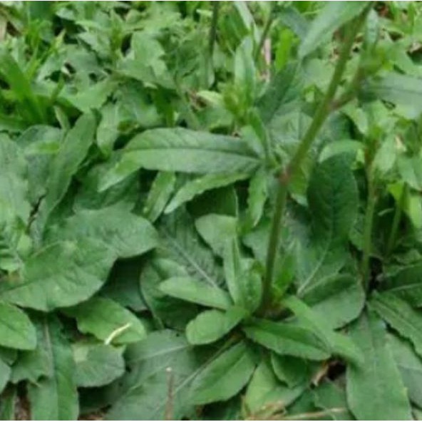 

Daun Tapak Liman Fres 1Kg