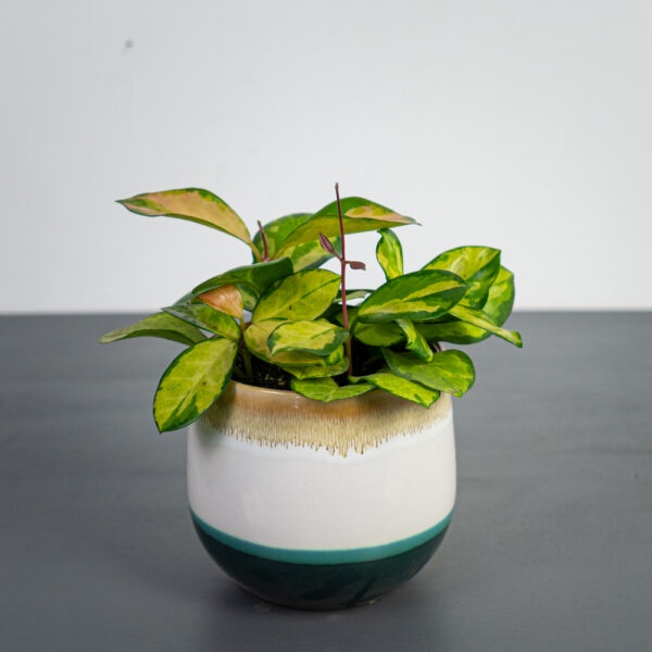 Rubah hoya australis Hoya Carnosa