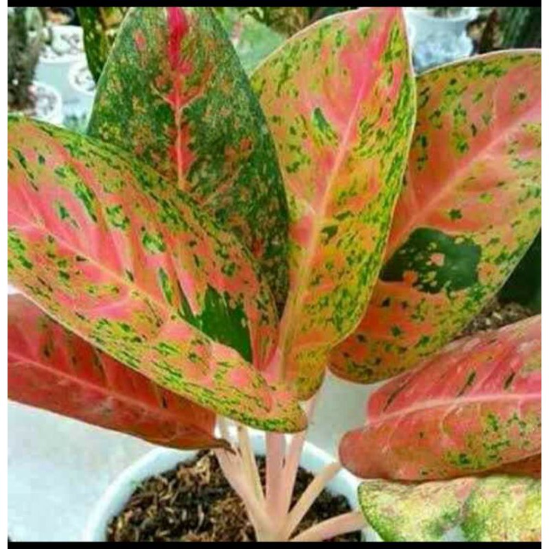 aglonema bigroy mutasi