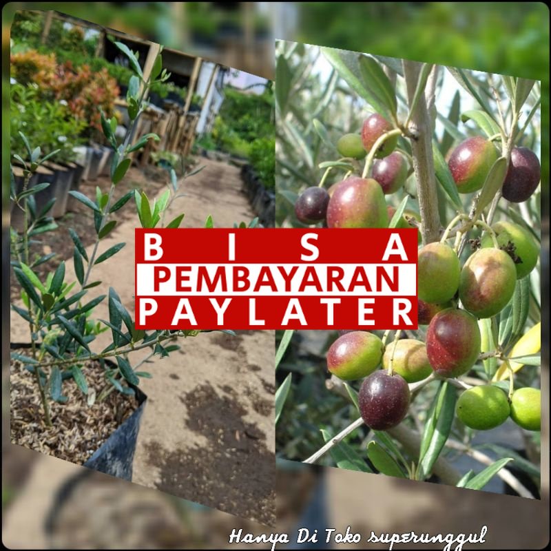 Bibit Zaitun Superunggul