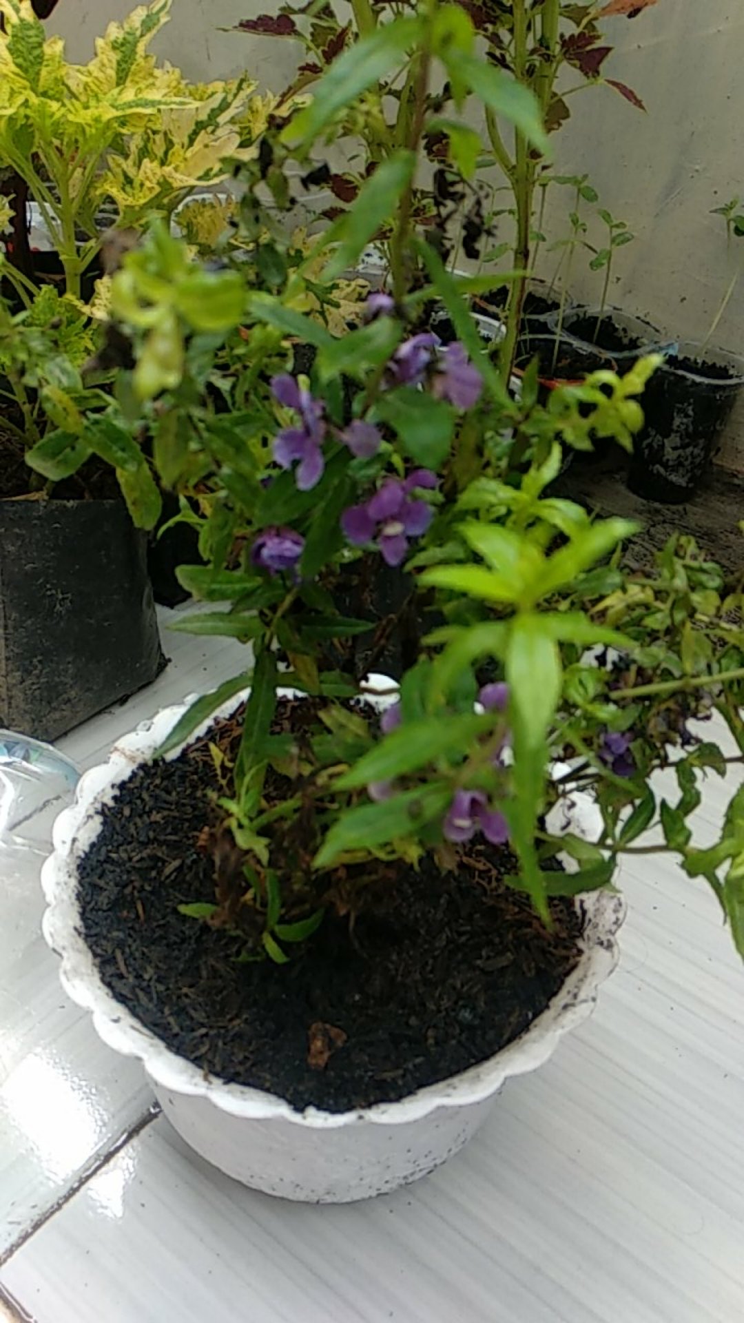 Tanaman Hias Angelonia Atau Lavender Lokal Murah