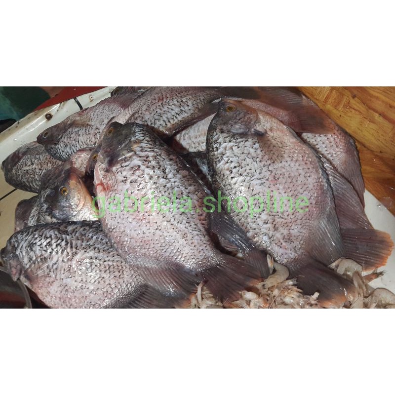 

IKAN GURAME FRESH BUKAN FROZEN