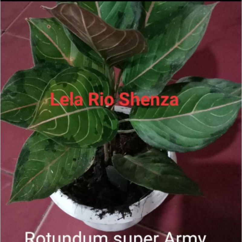 Rotundum Aceh super Army