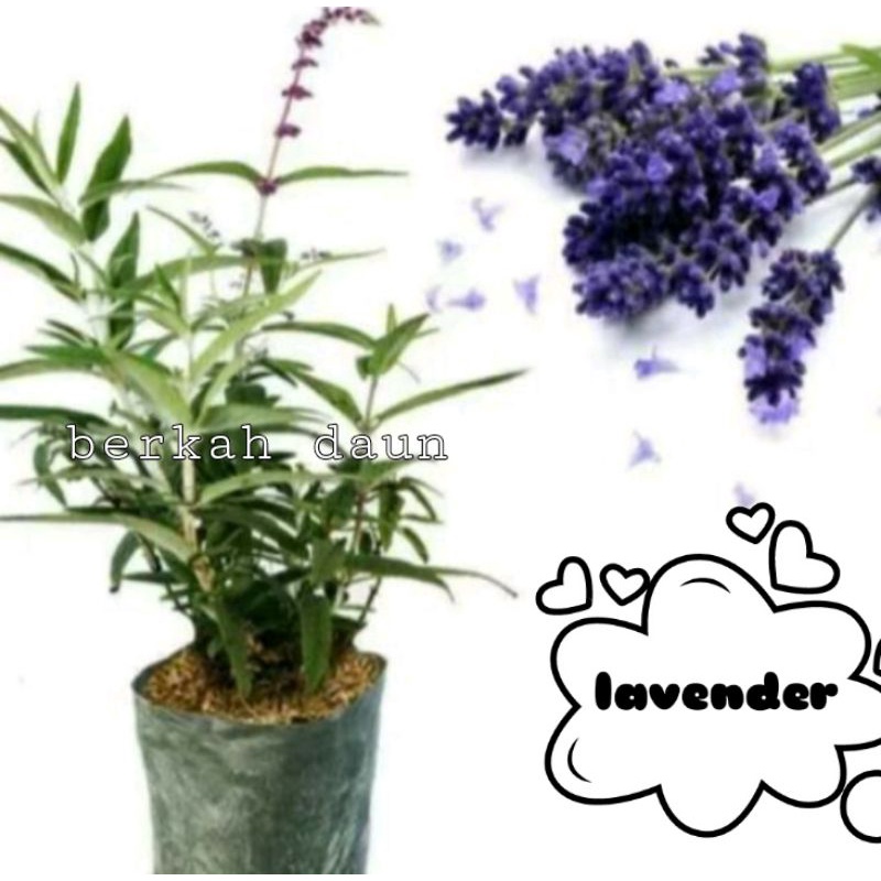 bibit bunga lavender asli