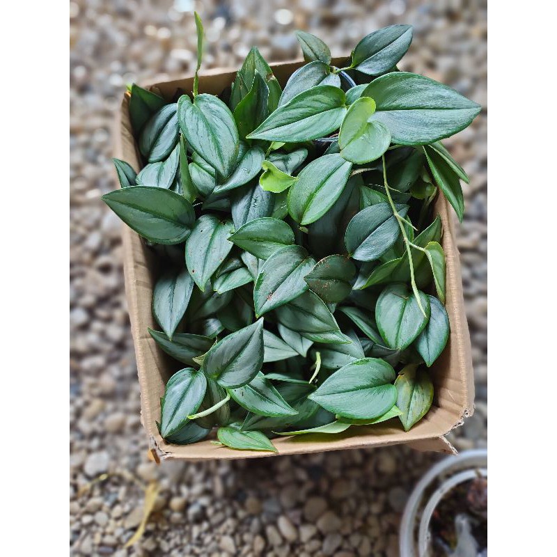 Scindapsus Moonlight rimbun