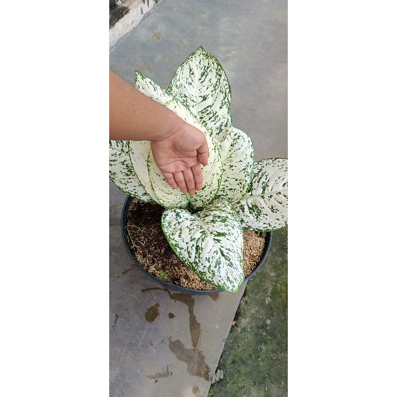 aglaonema big leaf super jumbo