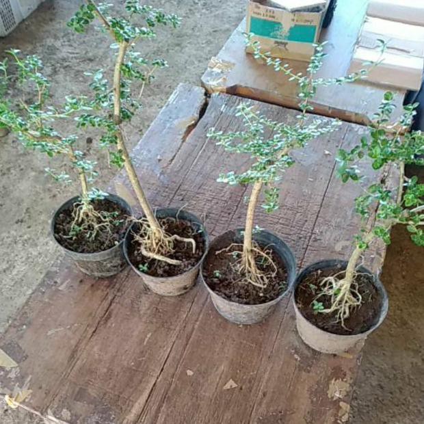 Bonsai Sancang Varigata Super