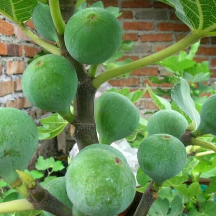 POHON TIN/ARA HIJAU SUDAH BERBUAH -BIBITBUAH