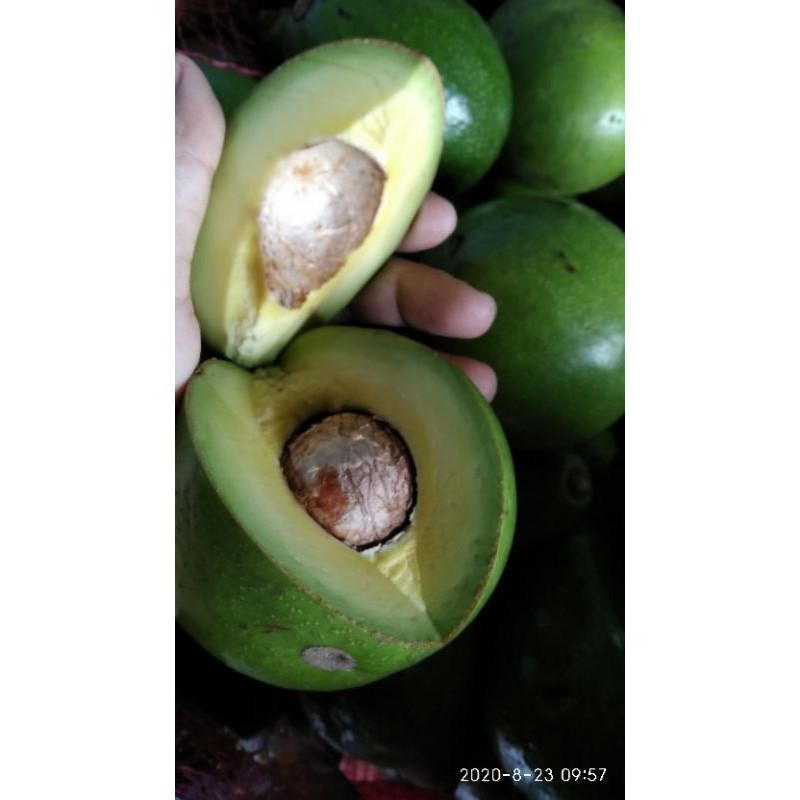 

ALPUKAT MENTEGA LAMPUNG SUPER