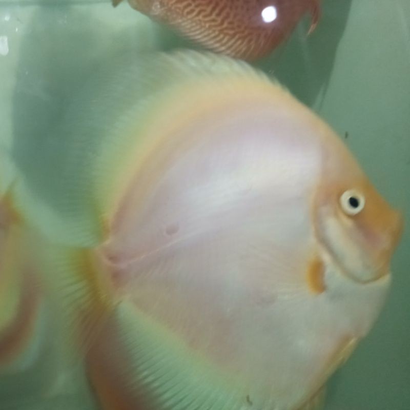 Ikan Discus white diamond size 4inc up