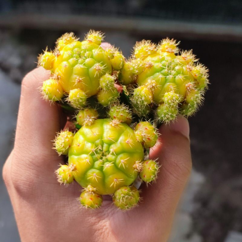 Kaktus Gymnocalycium damsii variegata graft cluster