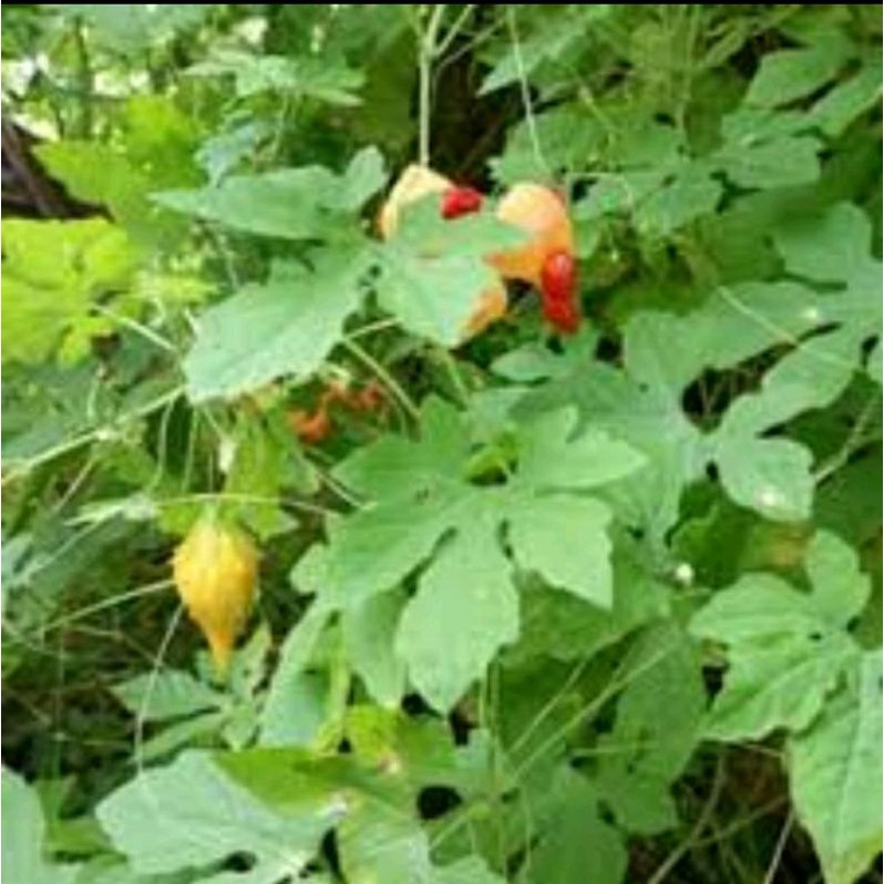 

daun pare hutan pres 500GRAM bonus biji benih nya