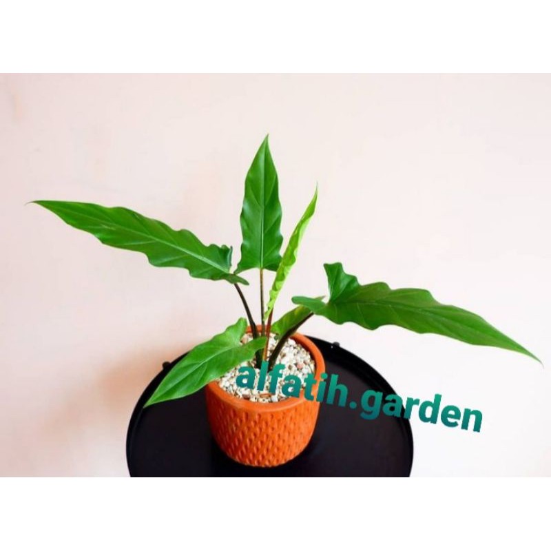 alocasia lautherbachiana - alocasia keris papua