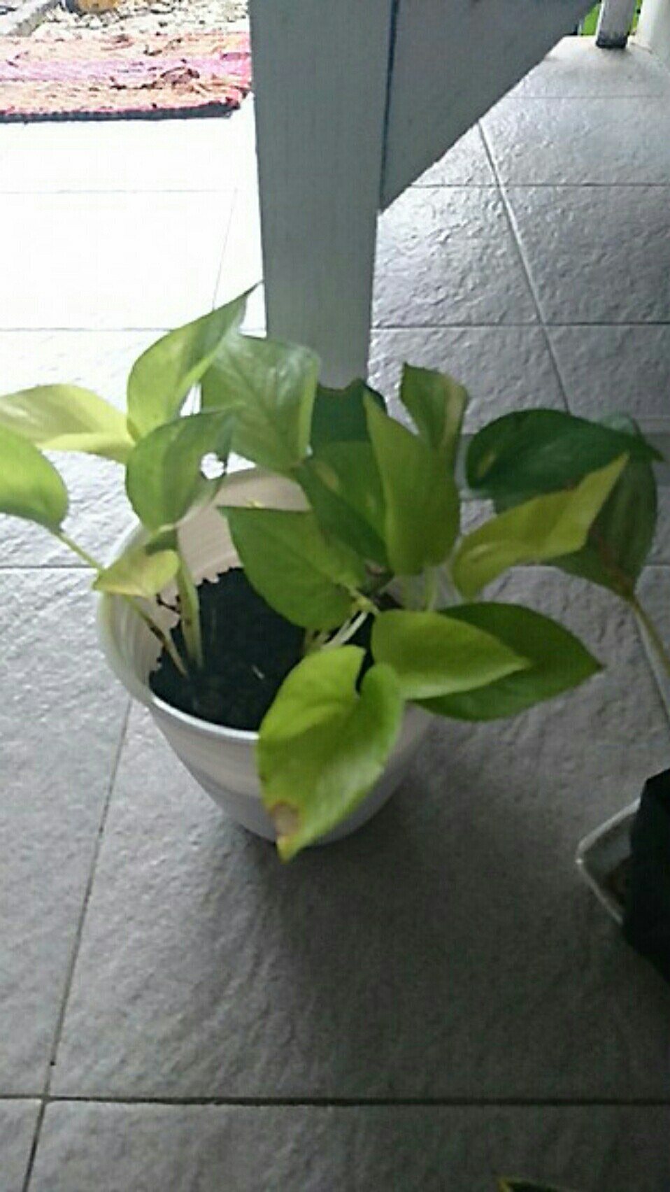 Tanaman Srigading Lemon - Sirih Gading Lemon - Srigading Love