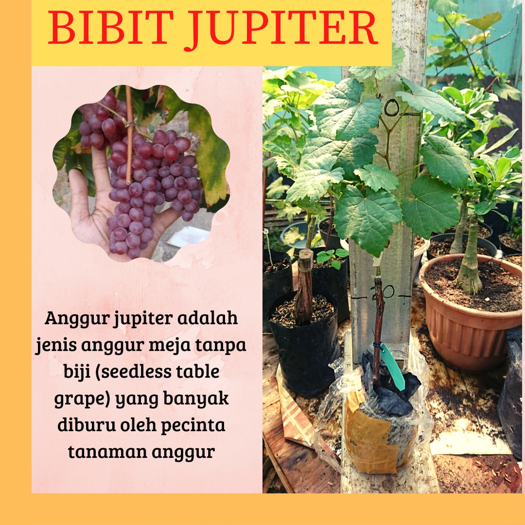 bibit anggur import jupiter, BISA COD, pohon anggur okulasi jupiter, Anggur Jupiter Tanpa Biji