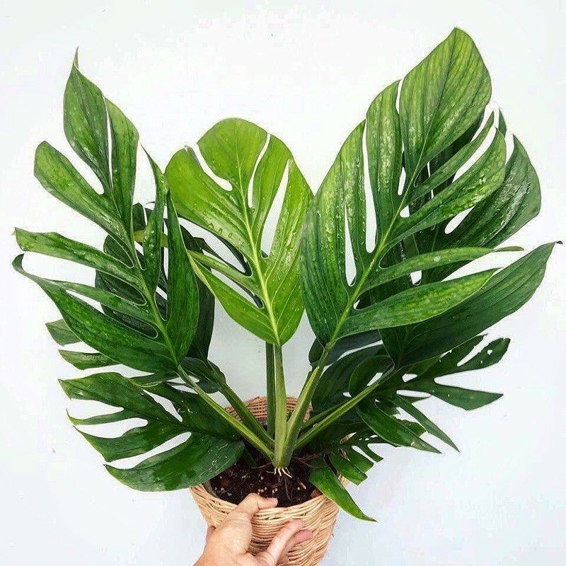 MONSTERA PINATIPARTITA