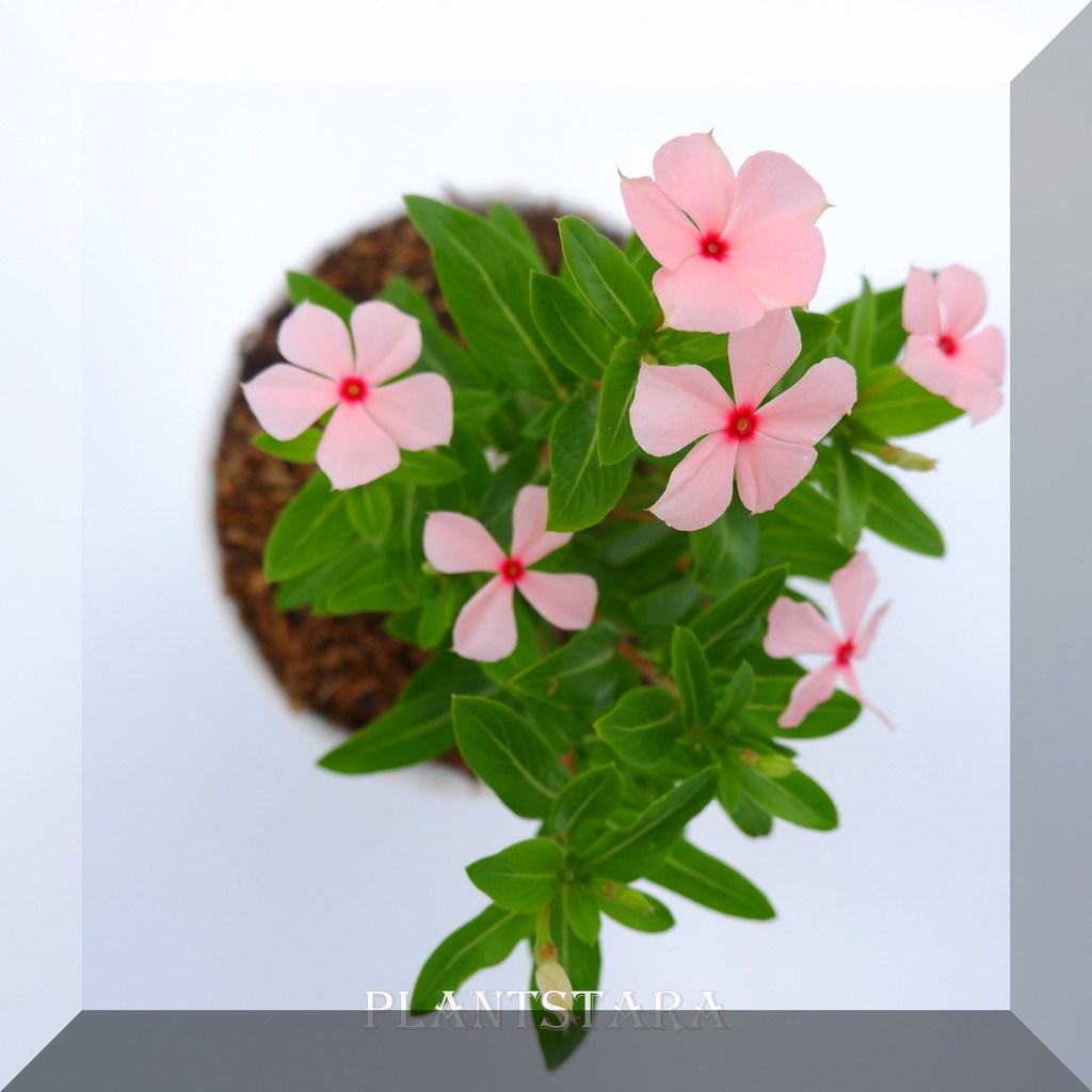 Bibit Tanaman Bunga Vinca Peach (Catharantus roseus )pohon hidup bergaransi