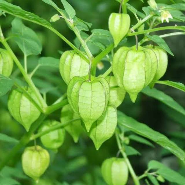 CENDEDETAN, CIPLUKAN, TANAMAN HERBAL CIPLUKAN