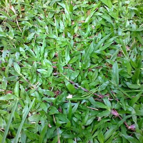 Bibit Biji Rumput Gajah - Benih Rumput Gajah