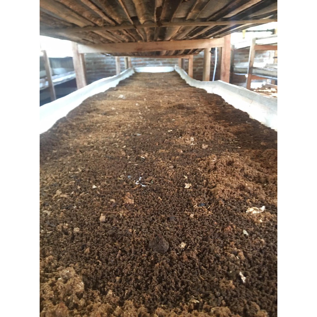 Cacing Tanah LUMBRICUS RUBELLUS hidup untuk pakan burung/ belut/ikan/umpan pancing/obat 1/4kg