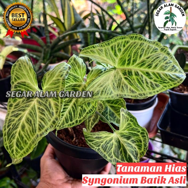 PRODAK ORIGINAL Tanaman Hias Syngonium Batik ASLI