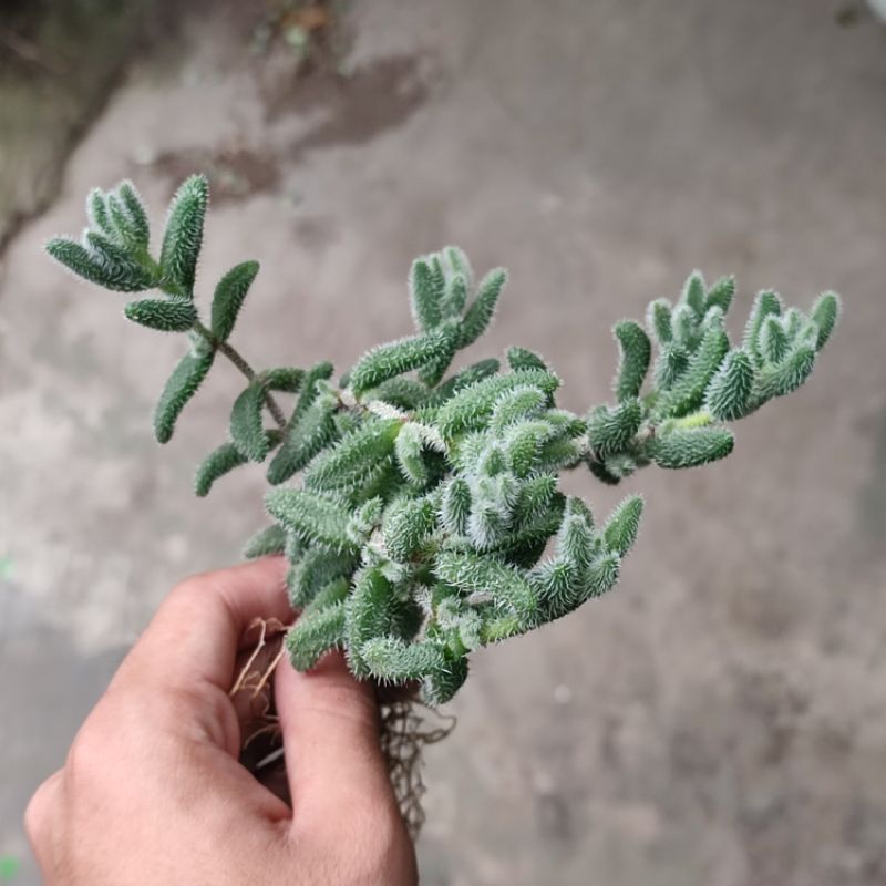 Sukulen Delosperma Echinatum Rimbun Lucu