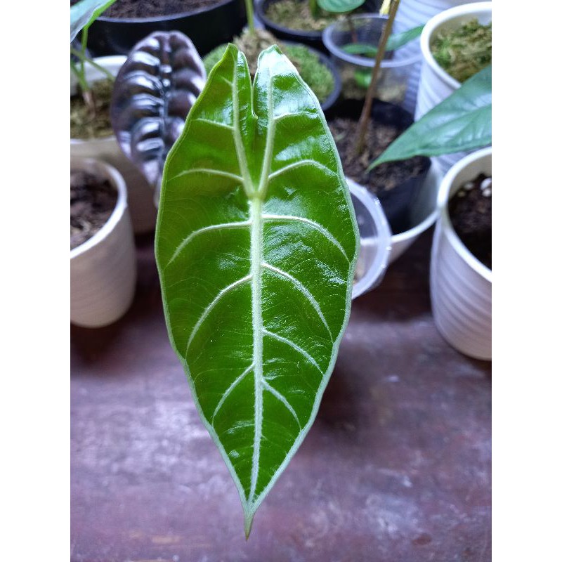 Alocasia watsonia/watsoniana RAWATAN bonggol