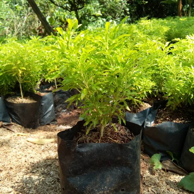 Tanaman hias brokoli kuning - pohon brokoli kuning - tanaman brokoli kuning