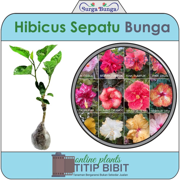 hibicus-bunga sepatu import bibit tanaman hias bunga