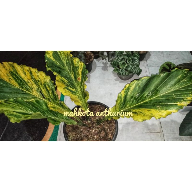 Gelombang cinta varigata