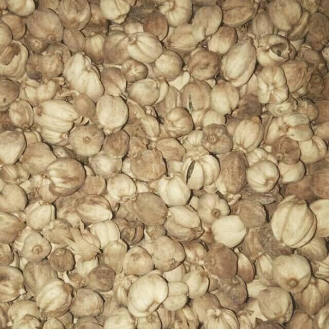 Kapulaga kapulogo 500gr 1000gr rempah herbal cardamon Kapulaga kapulogo 500gr 1000gr rempah herbal cardamon