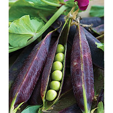 Benih-Bibit Kacang Kapri/Polong Sugar Snap 2 (Haira Seed)