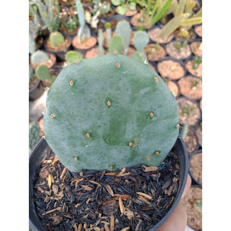 Kaktus - Opuntia Robusta