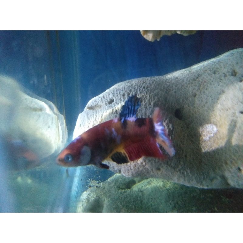 ikan cupang nemo multicolor