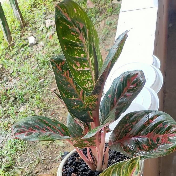 Tanaman Hias Aglonema Black Wulandari Tokofinaserba11