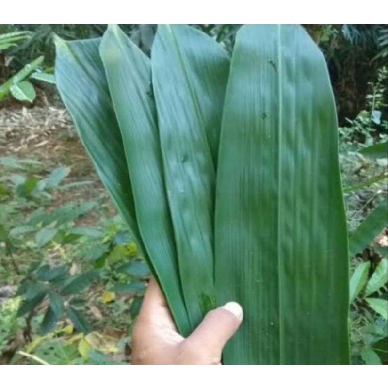 DAUN BAMBU APUS ASLI /DAUN BACANG/DAUN BAKCANG/GODONG PRING APUS