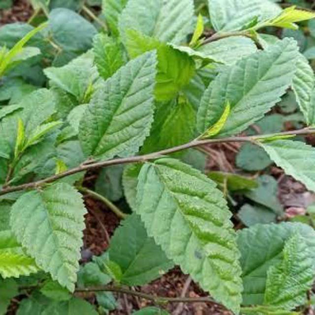 

Jual Daun Sidaguri Frest 600Gram