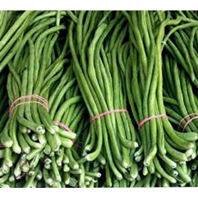 

kacang panjang