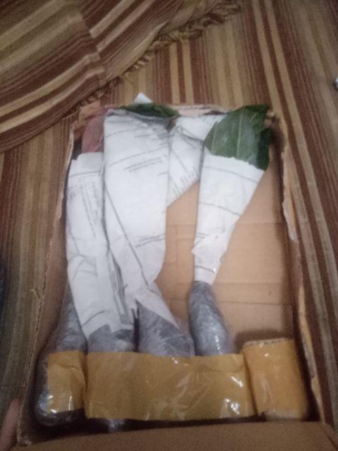 Tanaman Hias Murah 4 Aglonema/paket Aglaonema Hemat Aglo Donacarmen Lipstick Snow White Rotundum