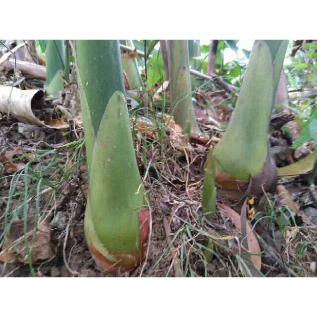 bibit sayur kecombrang siap tanam