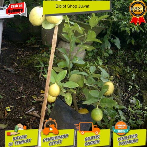 Bibit Jeruk Lemon Lokal Berbuah