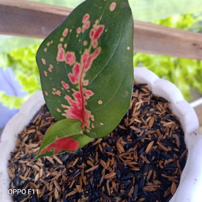 aglonema red majesty