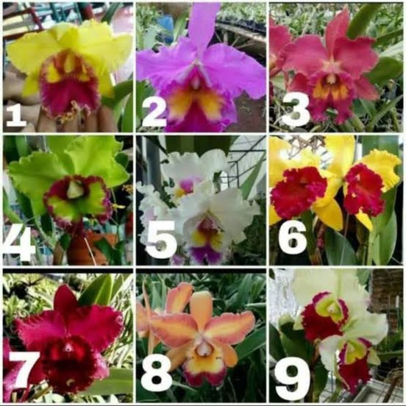 anggrek cattleya spite dewasa