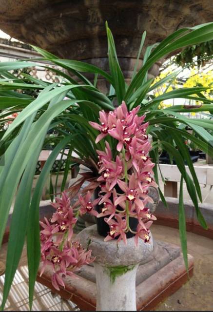 Anggrek cymbidium ( pink rose )