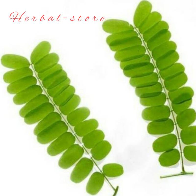 daun saga segar | daun saga / sogo ( herbal amandel sariawan )