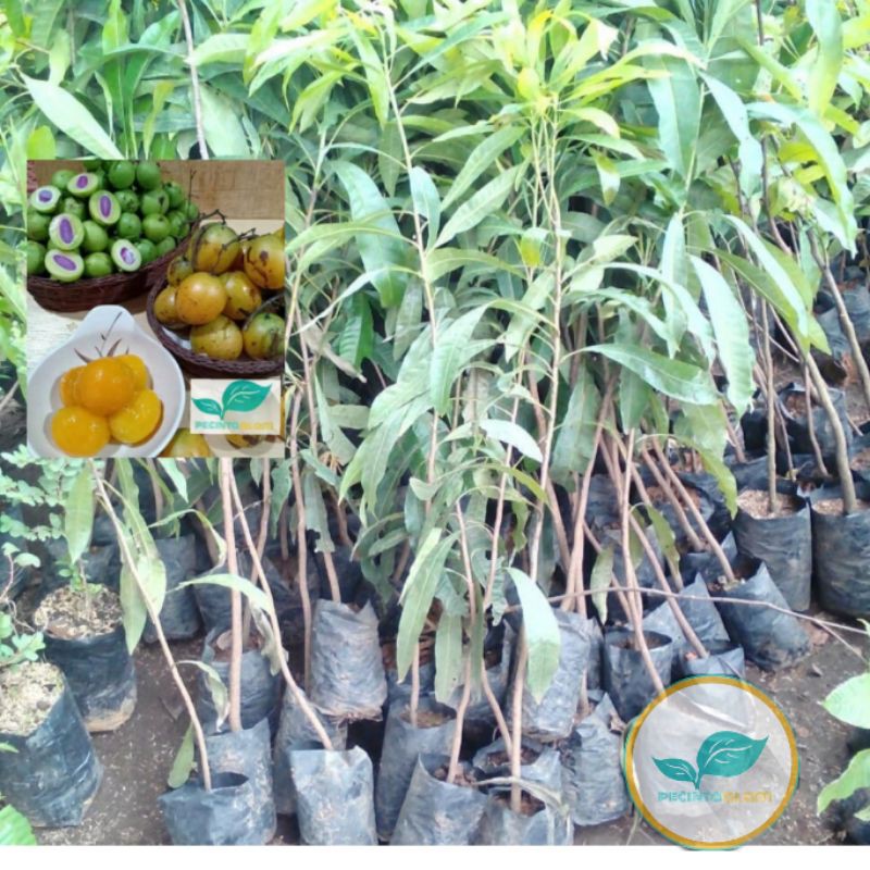 Bibit pohon buah gandaria/Tanaman buah gandaria