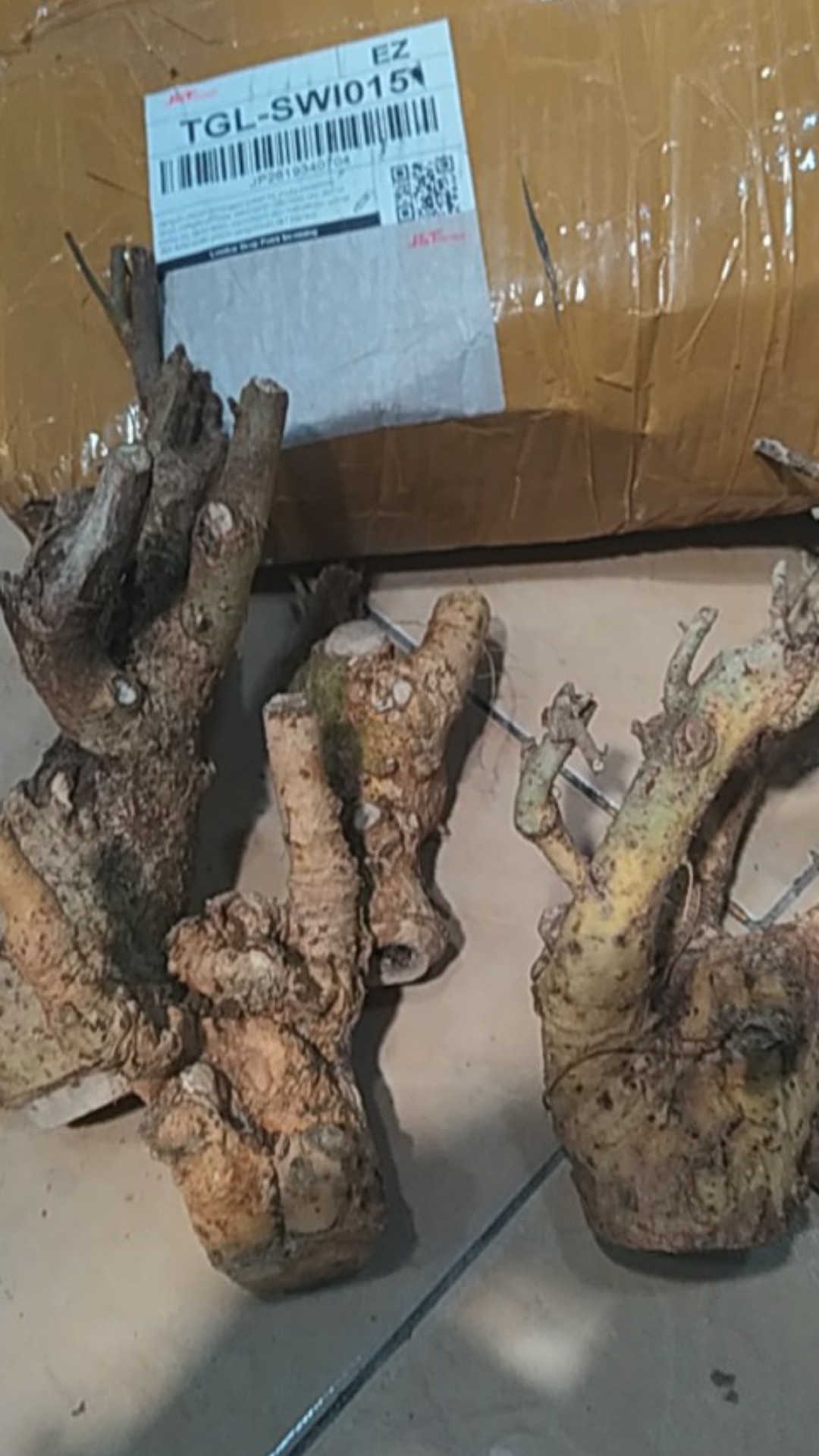 Bahan Bonsai Serut Karakter Jos.